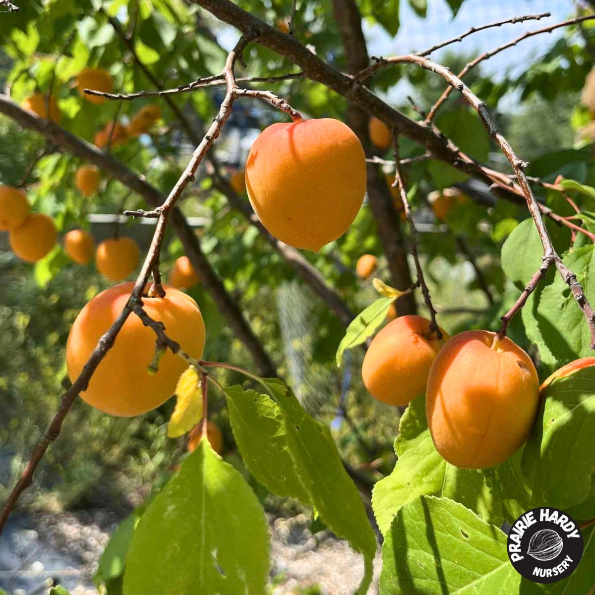 Arctic Dawn Apricot