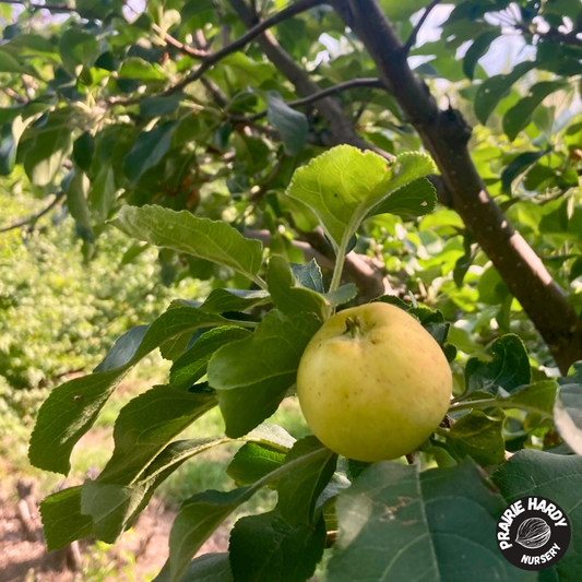 Boughen Delight Apple