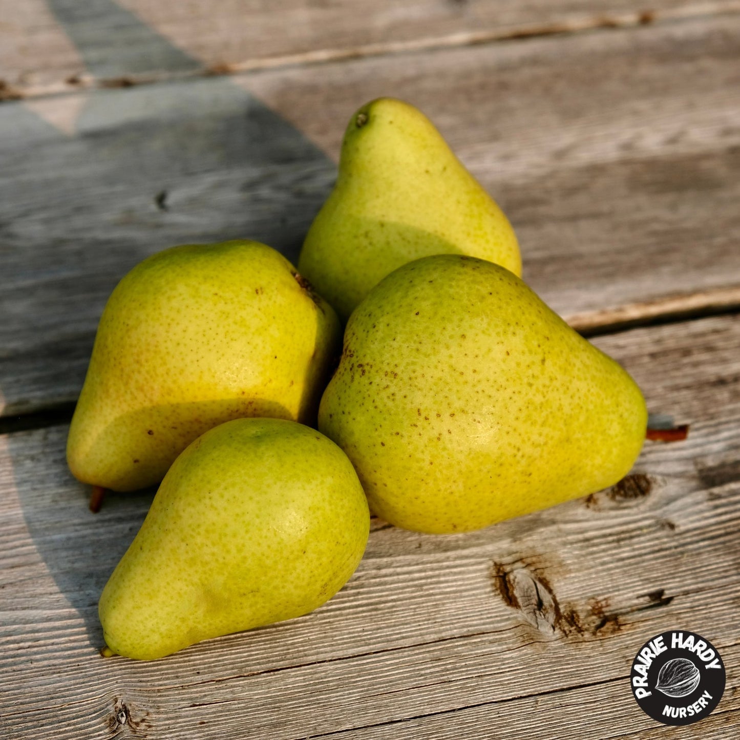 Chizhovsky Pear