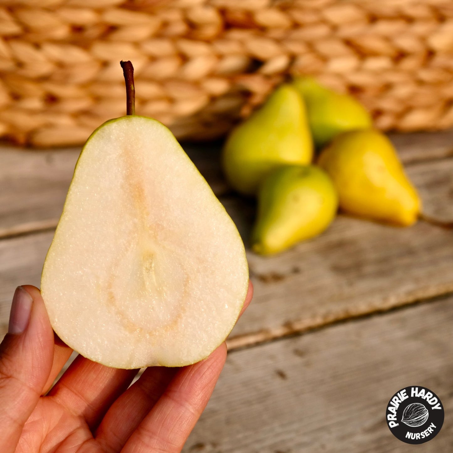 Chizhovsky Pear