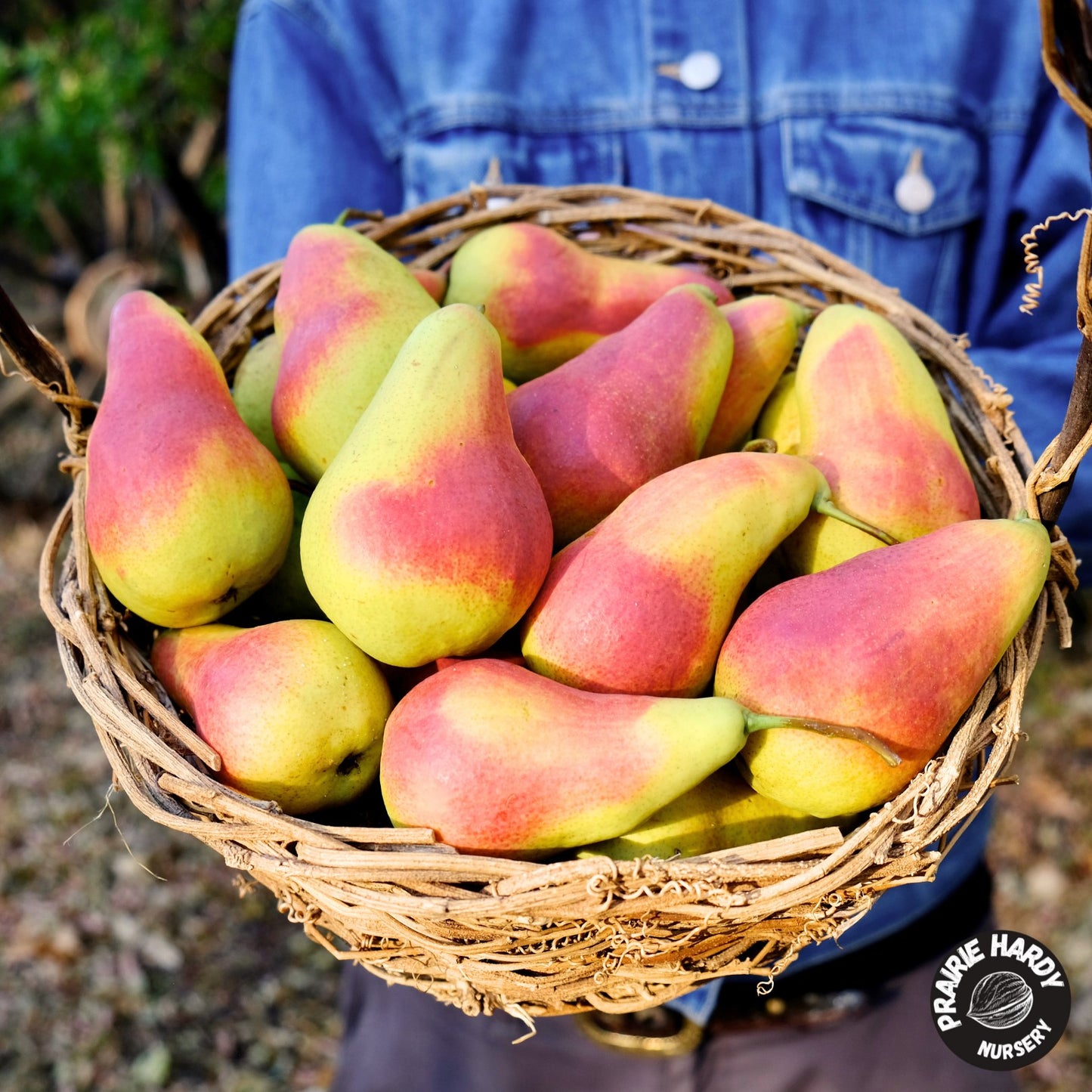 Favoritka Pear