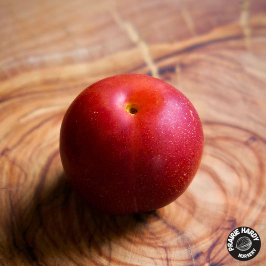 Lee Red Plum