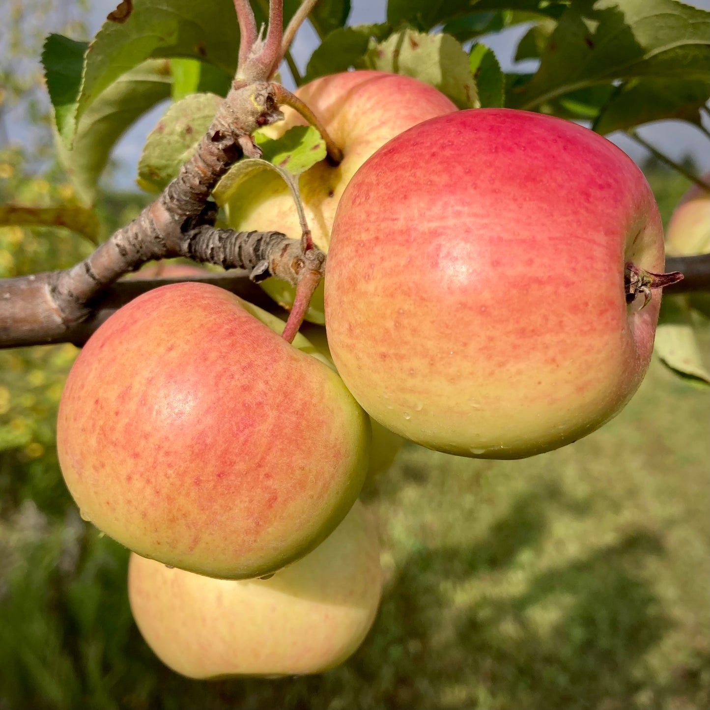 Prairie Sensation Apple