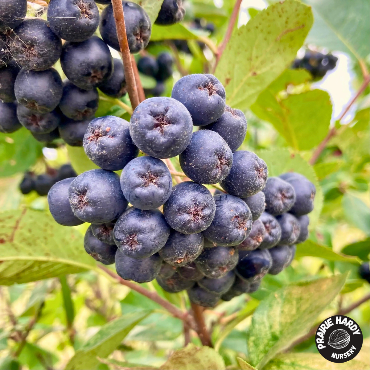 Viking Aronia Berry