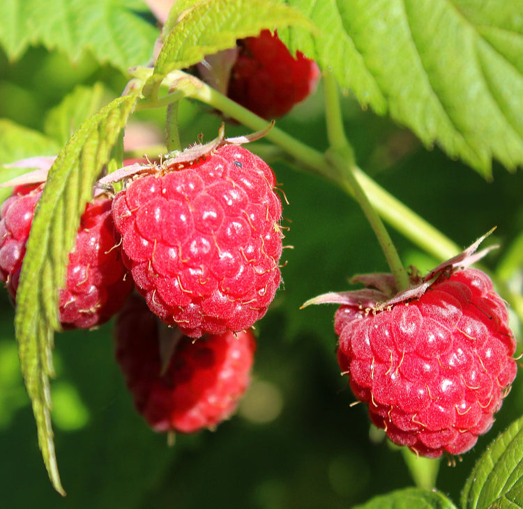 Red Bounty Raspberry
