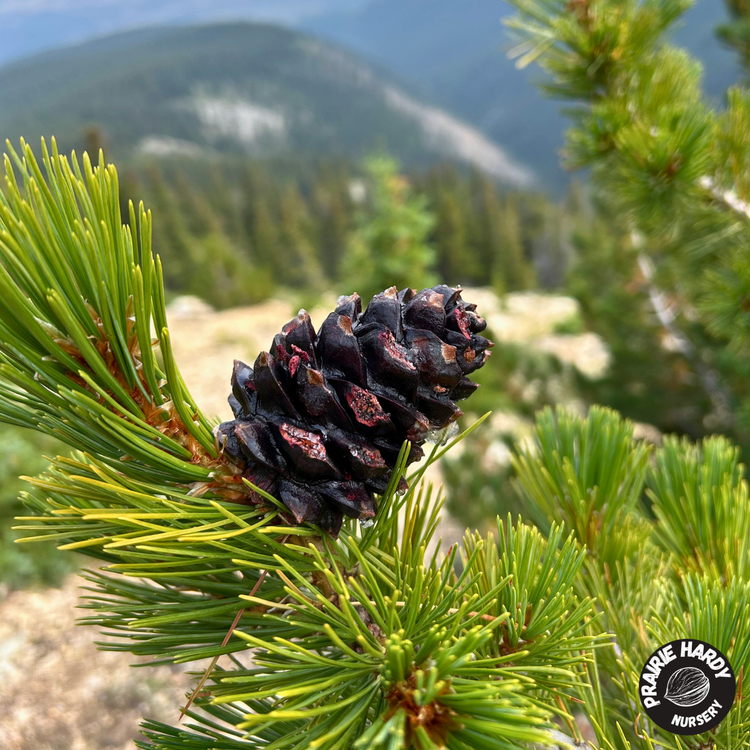 Native Trees & Shrubs