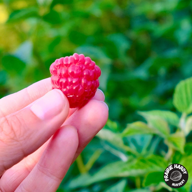 🍓 Raspberries