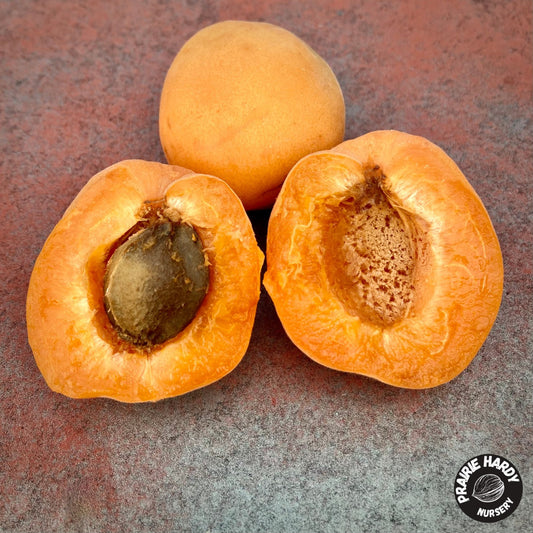 Arctic Twilight Apricot