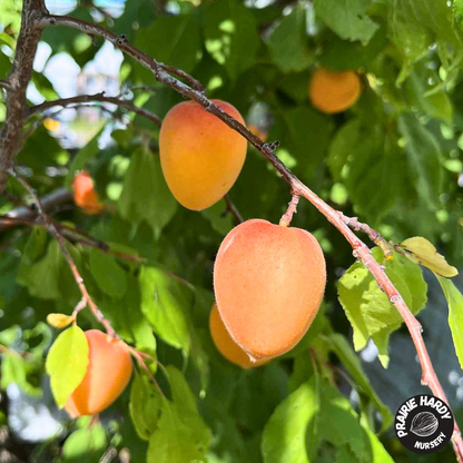 Arctic Dawn Apricot