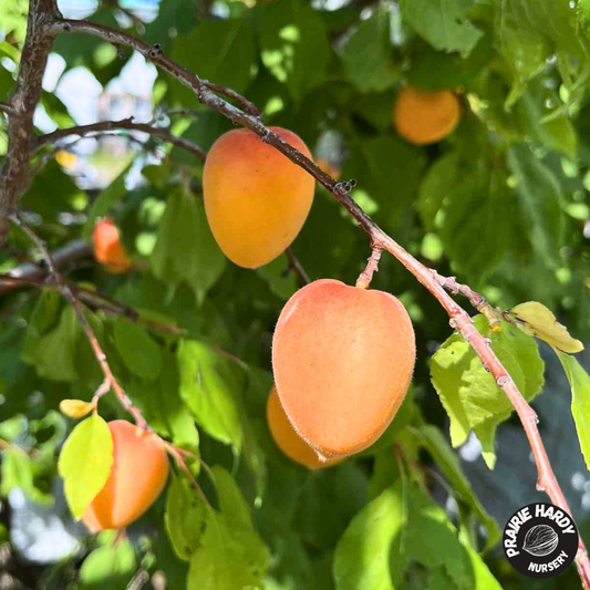 Arctic Dawn Apricot