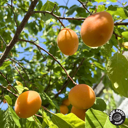 Arctic Dawn Apricot