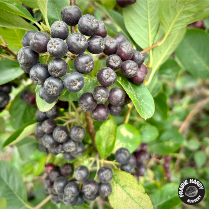 Nero Aronia Berry