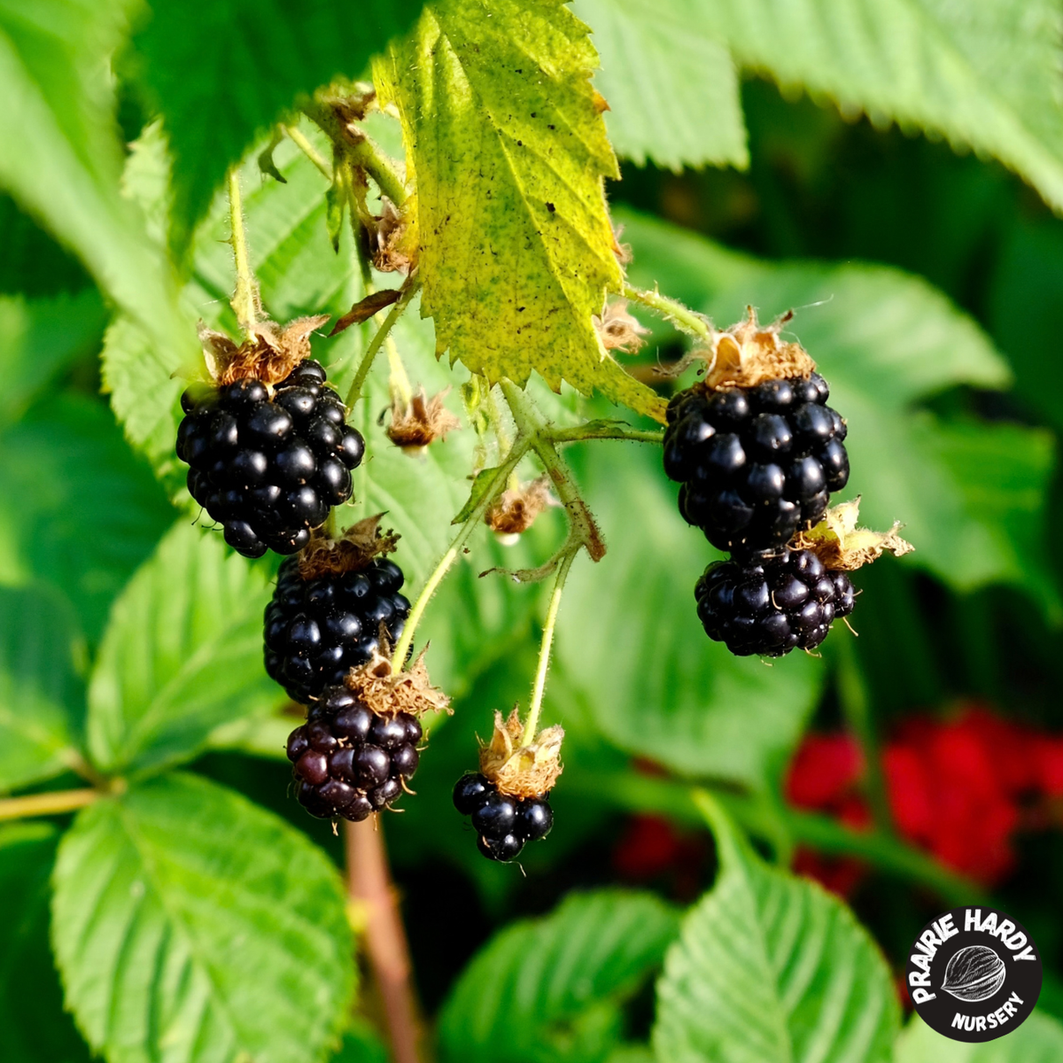 Blackberries growing on a raspberry bush with green leaves, featuring a 'Prairie Hardy Nursery' logo in the bottom right corner.
