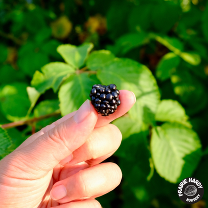 A hand holding a small, ripe, dark purple-black blackberry in front of a background of green leaves. A 'Prairie Hardy Nursery' logo is visible in the bottom right corner.