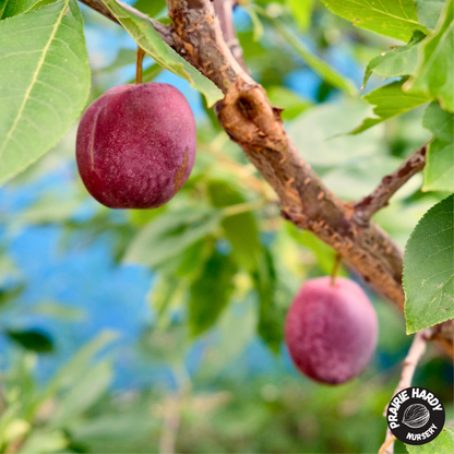 Bei Tang Plumcot