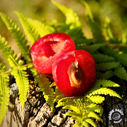 Bei Tang Plumcot