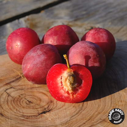 Bei Tang Plumcot
