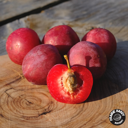 Bei Tang Plumcot