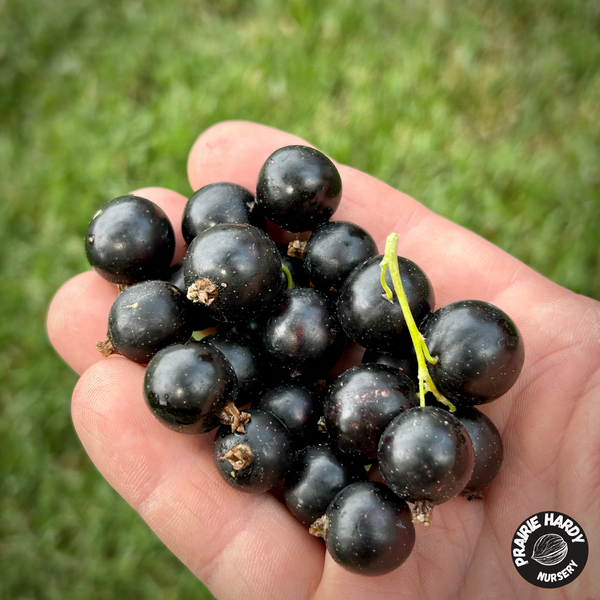 Titania Black Currant