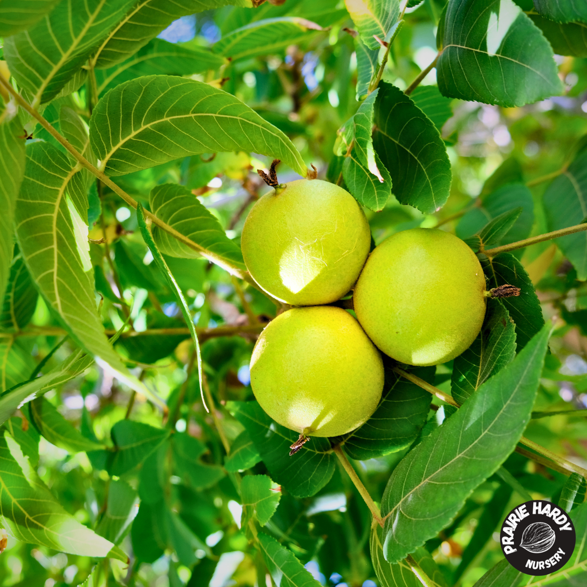 Black Walnut
