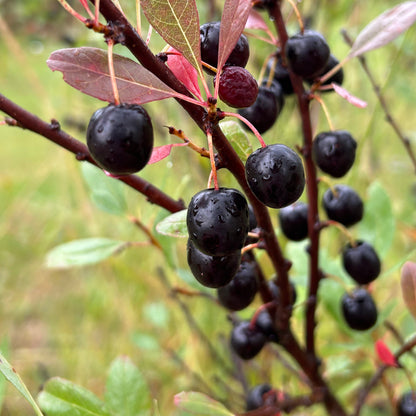 Sandcherry