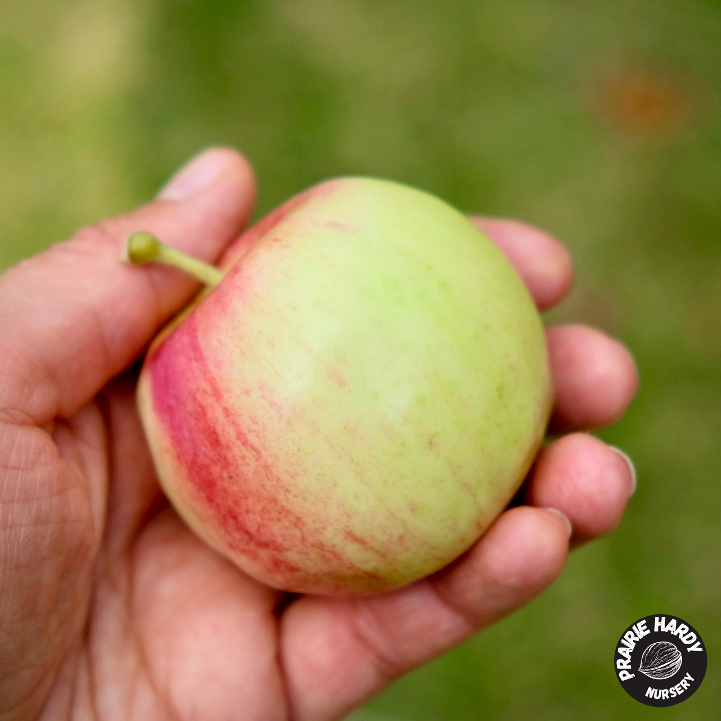 Carroll Apple