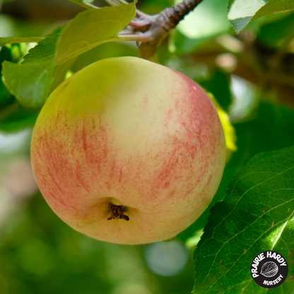 Carroll Apple