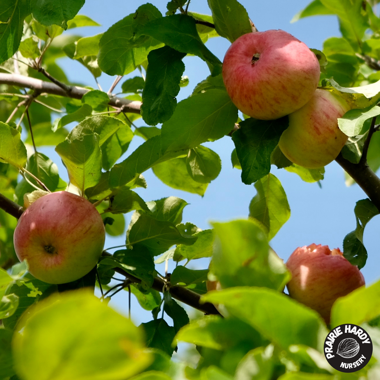 Carroll Apple