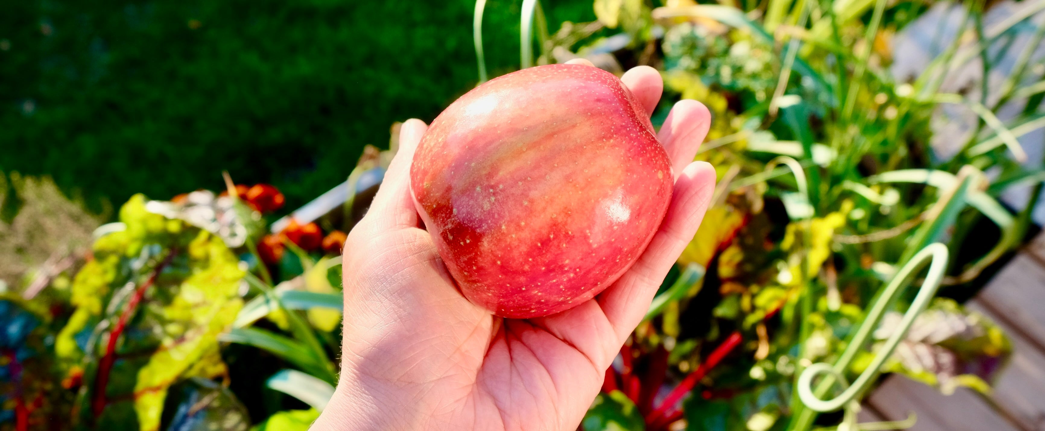 hand holding an apple