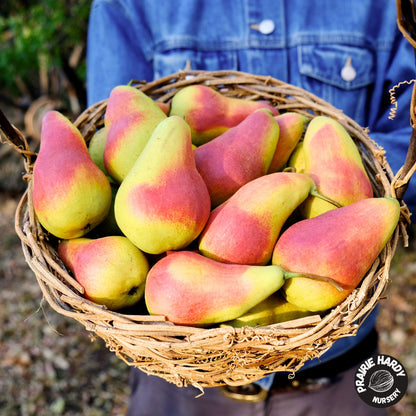 Favoritka Pear