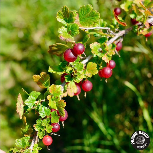 Northern Gooseberry