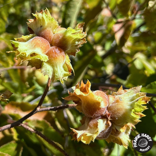 American Hazelnut