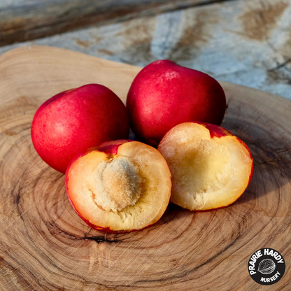Rare and Heritage Plum Trees