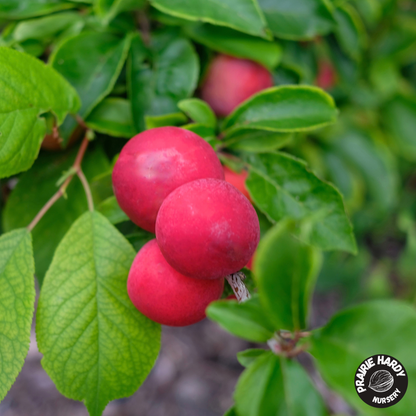 Lee Red Plum