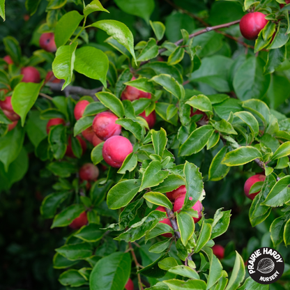 Lee Red Plum