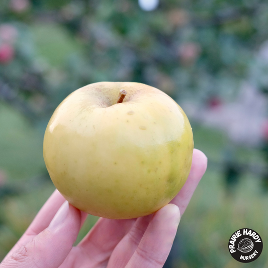 Manitoba Apple