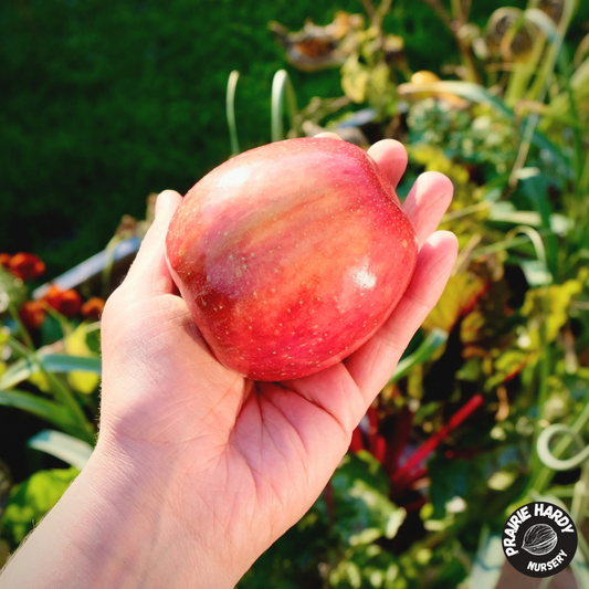 Norkent Apple