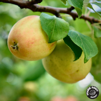 Norkent Apple
