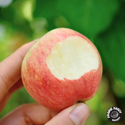Norkent Apple