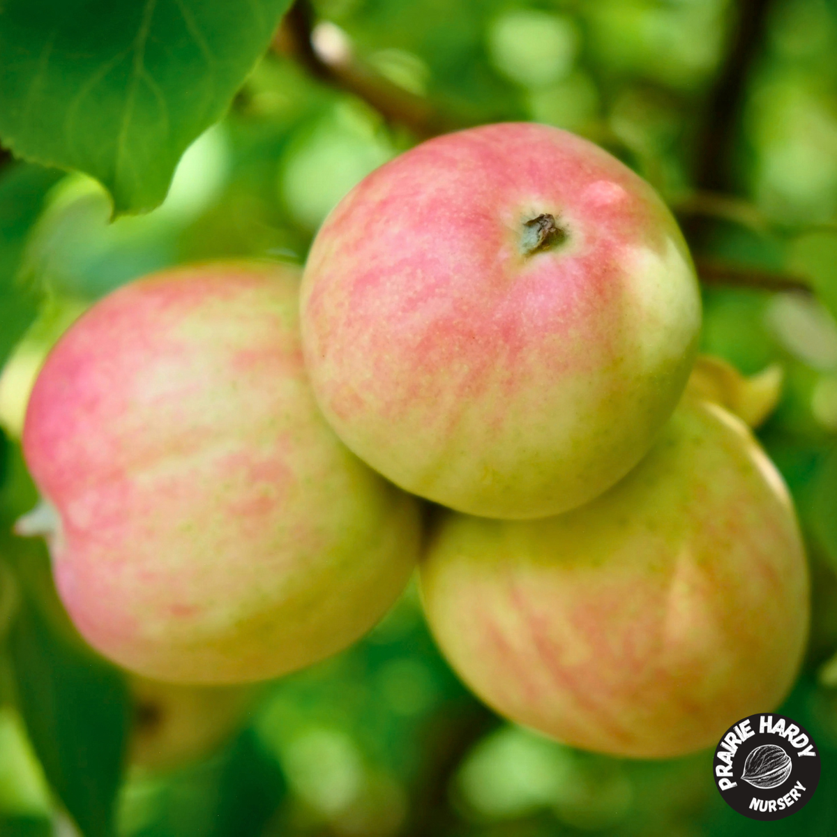 Norkent Apple