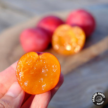 Rare and Heritage Plum Trees