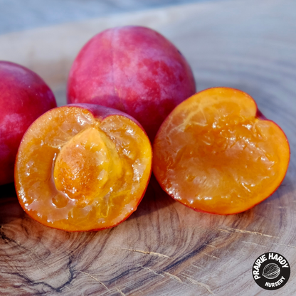 Rare and Heritage Plum Trees