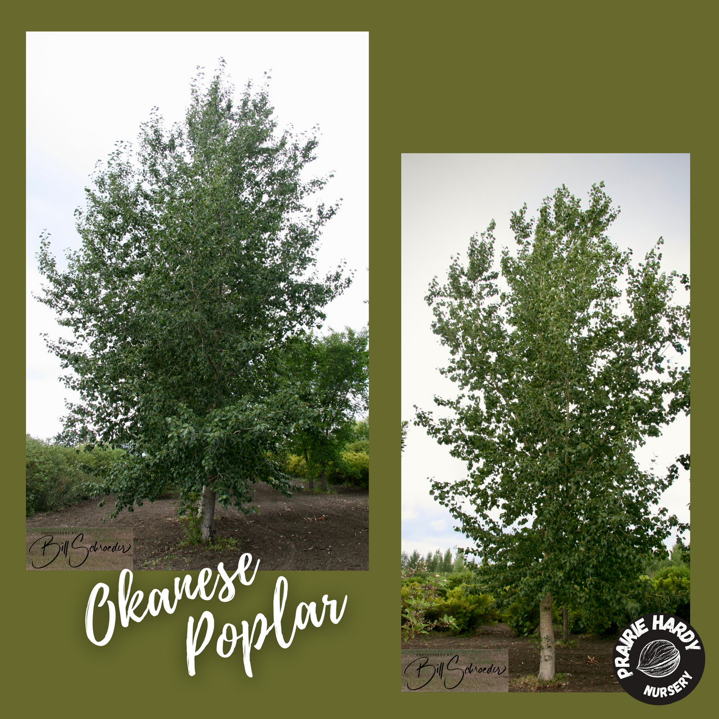 Okanese Poplar