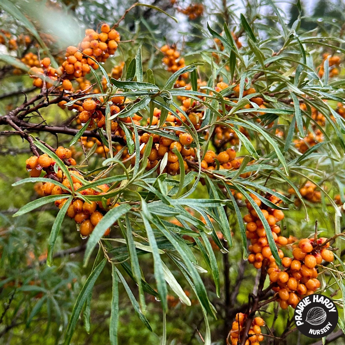 Orange September Sea Buckthorn