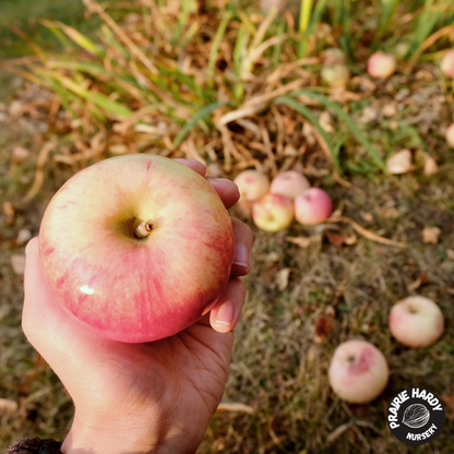 Parkland Apple