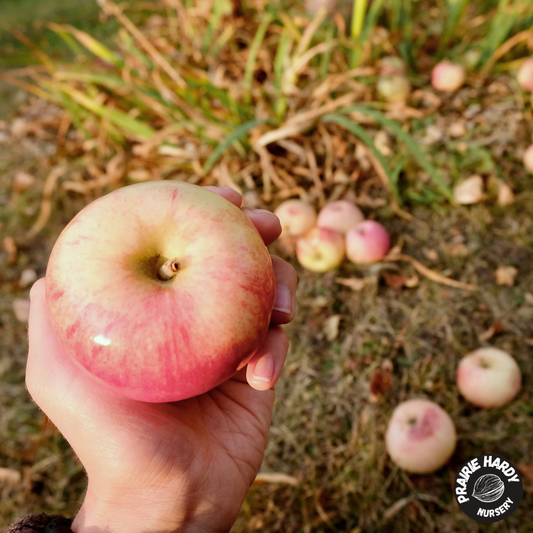 Parkland Apple