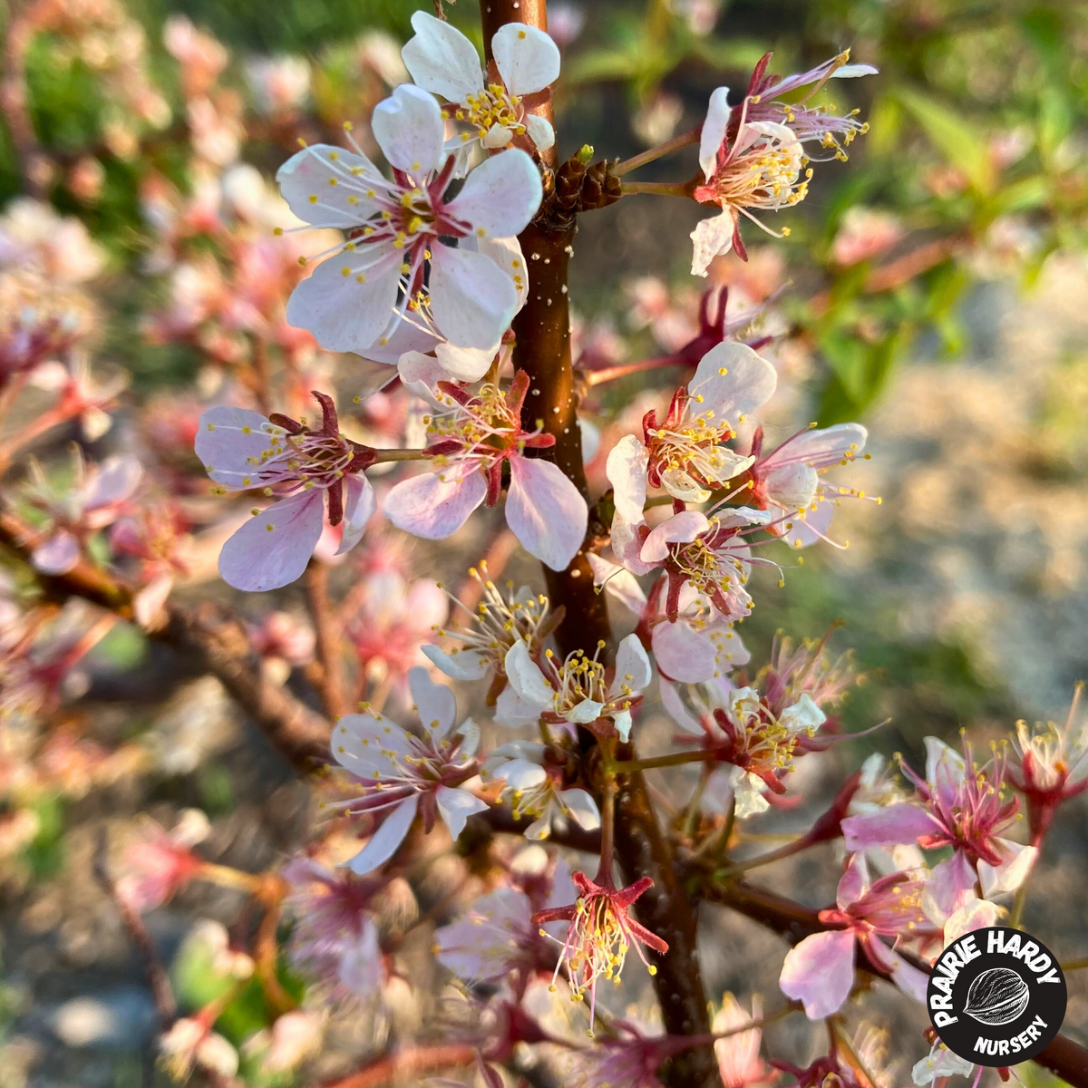 Rare and Heritage Plum Trees