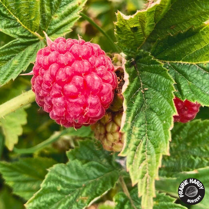 Red Mammoth Raspberry
