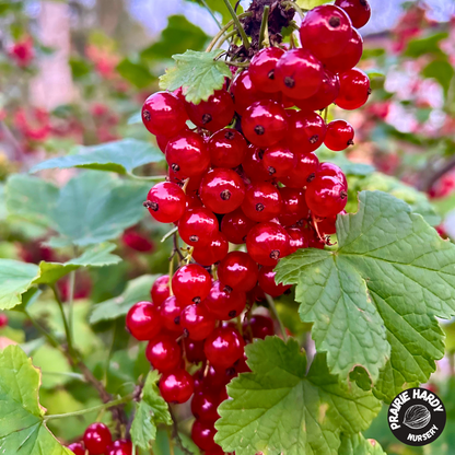 Red Lake Currant