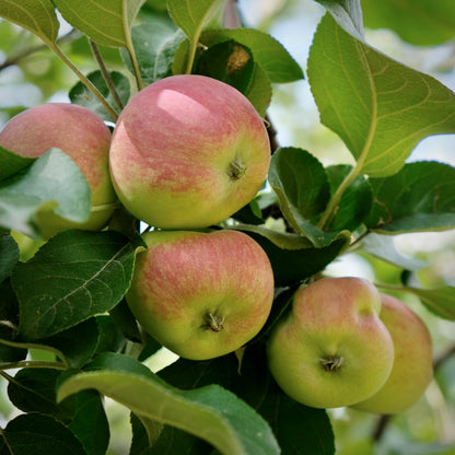 Red Sparkle Apple